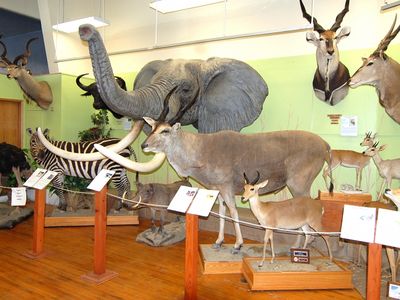 Buena Vista Museum of Natural History and Science